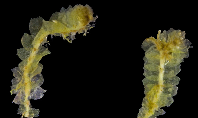 Harpanthus drummondii